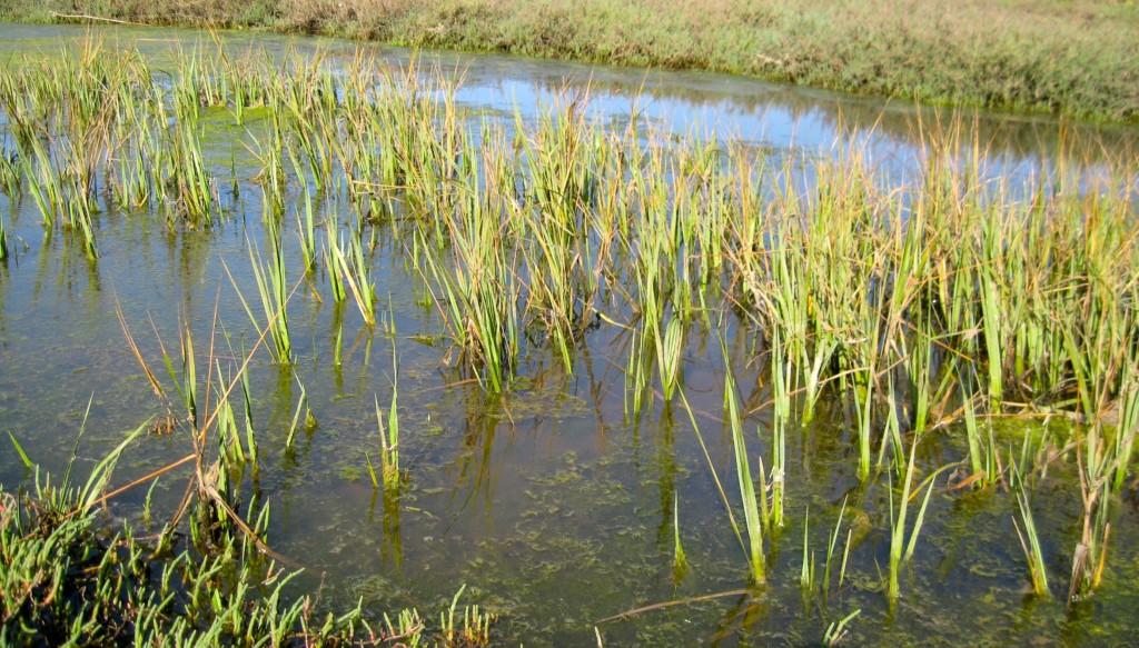 Stand of Pacific Cordgrass in salt marsh
